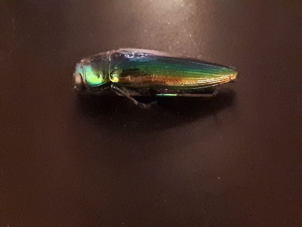 Buprestidae: Eurythyrea micans